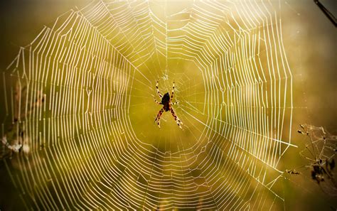 Sticky Science The Evolution Of Spider Webs Scientific Spider Science - Spider Science