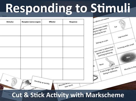 Stimulus To Response Cut And Stick Activity Teaching Stimulus And Response Worksheet - Stimulus And Response Worksheet