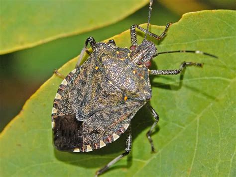 stink bug texas