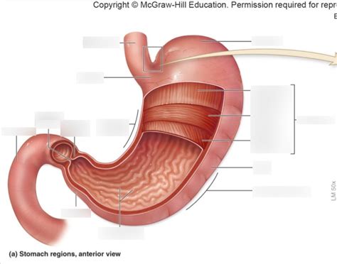 stomach Diagram Quizlet