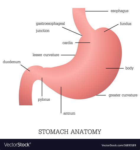 Stomach Anatomy Function Diagram Parts Of Structure Digestive System Labeled Diagram - Digestive System Labeled Diagram