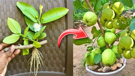 Stooling In Guava