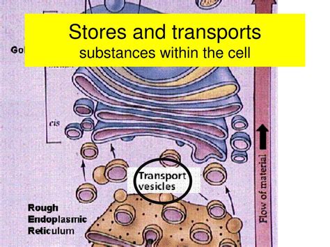 Stores Material Within A Cell