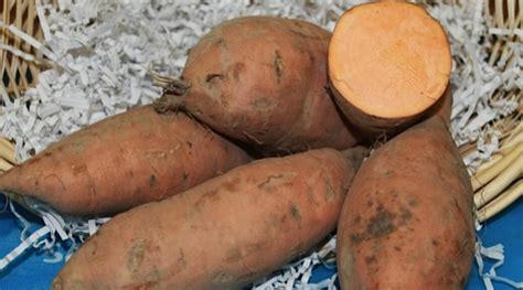 storing sweet potatoes Southern Exposure Seed Exchange