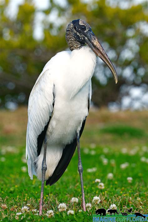 storks in florida