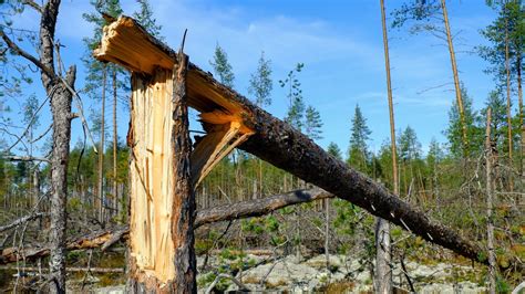 stormfällda träd