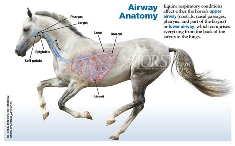 Strangles In Horses Respiratory System Msd Veterinary Manual Life Cycle Of A Horse Diagram - Life Cycle Of A Horse Diagram