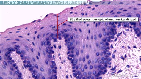 Stratified Squamous Epithelium Function