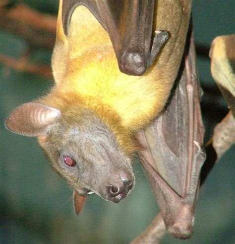 Straw Coloured Fruit Bat Wikipedia Fruit Bat Coloring Page - Fruit Bat Coloring Page