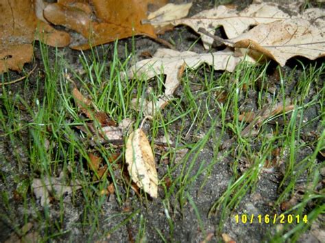 straw over seeds ok but leaves not? mulch leaves into...