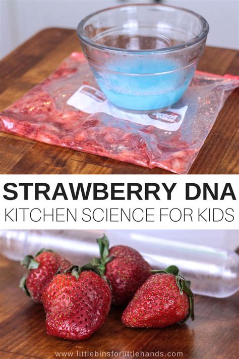 Strawberry Dna Extraction Lab For Kids Biology Kitchen Strawberry Dna Extraction Worksheet - Strawberry Dna Extraction Worksheet