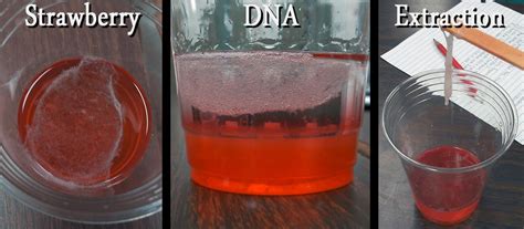 Strawberry Dna Extraction Lab Question Answers