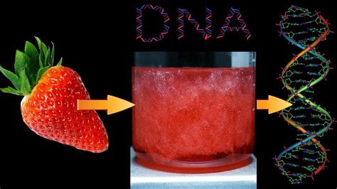 Strawberry Dna Extraction National Human Genome Research Institute Strawberry Dna Extraction Worksheet - Strawberry Dna Extraction Worksheet