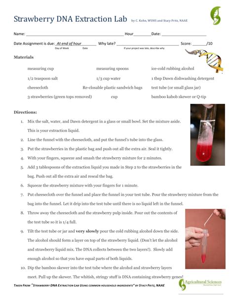 Strawberry Dna Extraction Reflection Worksheet By Science With Strawberry Dna Extraction Worksheet - Strawberry Dna Extraction Worksheet