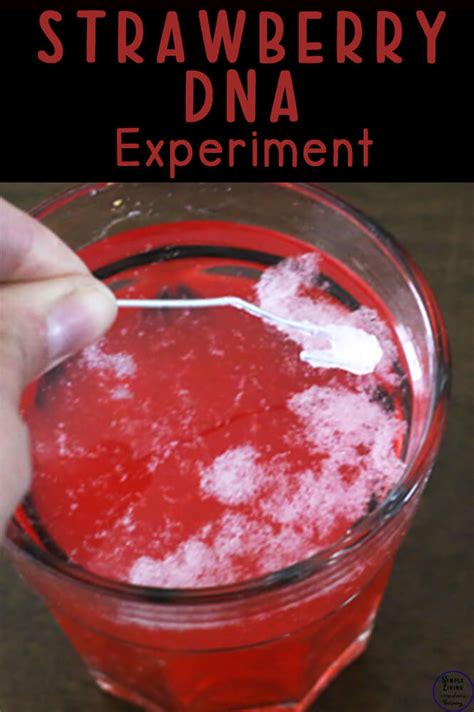 Strawberry Dna Science Experiment Simple Living Creative Learning Dna Science Experiment - Dna Science Experiment