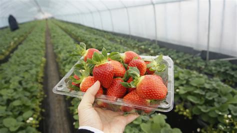 strawberry season in korea