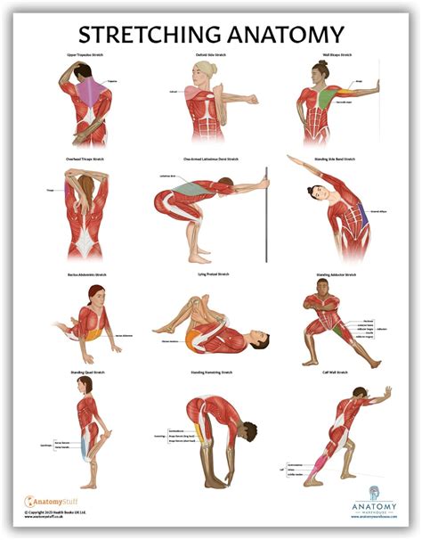 Stretching Anatomy