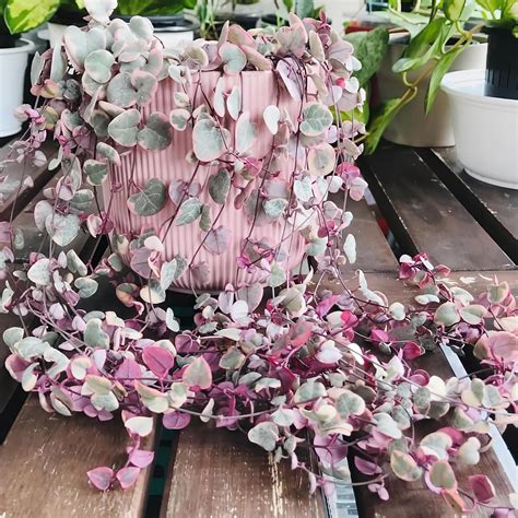 string of hearts plant amazon