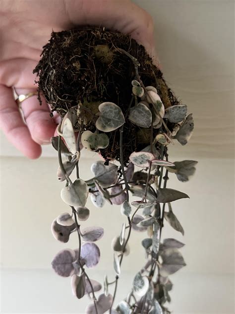 string of hearts soil type