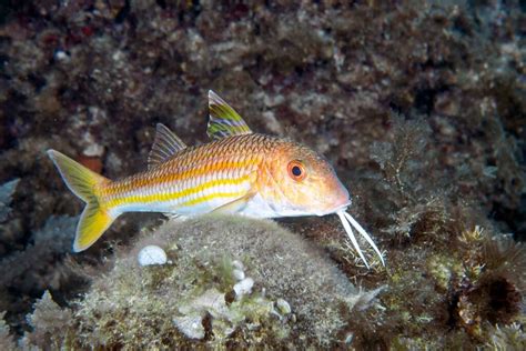Striped Red Mullet Tangle Roll