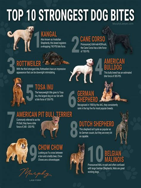 Strongest Dog