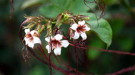 strophanthin