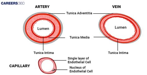 Structural Difference Between Arteries And Veins