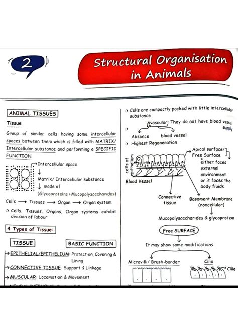 Structural Organisation In Animals Class 11 Notes