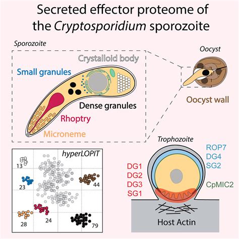 Structural Physiology Of The Cryptosporidium Oocyst Wall