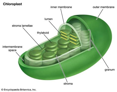 Structure And Function Of Chloroplasts