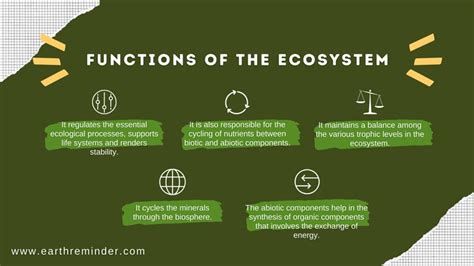 Structure And Function Of Ecosystem