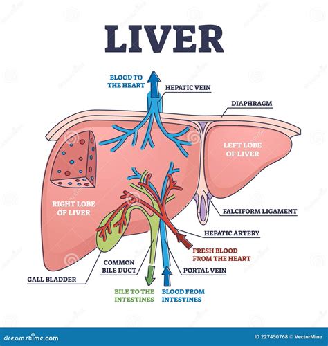 Structure And Function Of Liver