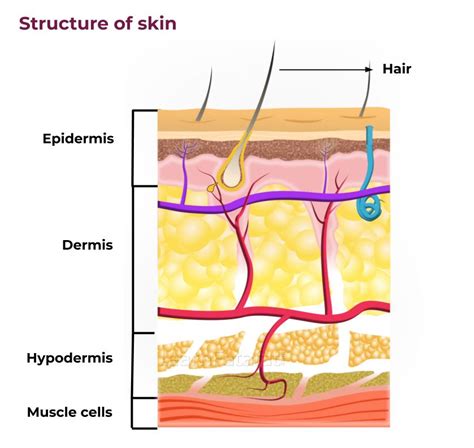 Structure And Function Of Skin Hair And Nails Nail Science - Nail Science