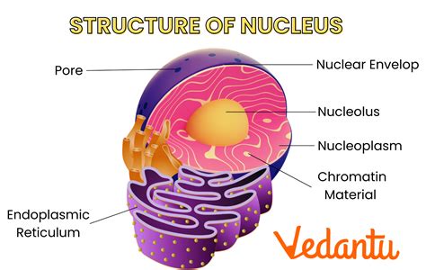 Structure And Function Of The Eye