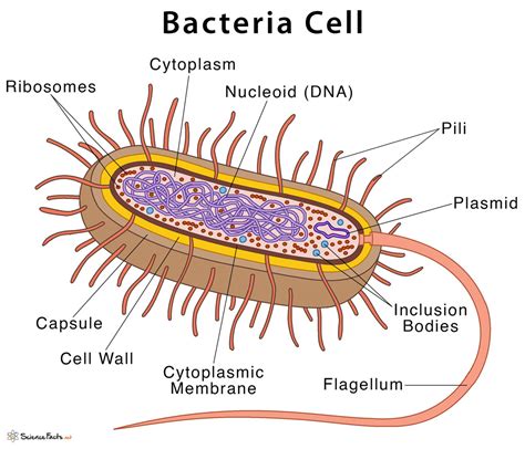 Structure Of A Bacterial Cell Answers Teaching Resources Bacterial Cell Worksheet Answers - Bacterial Cell Worksheet Answers