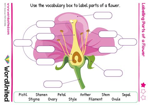 Structure Of A Flower Labelling Worksheet Teacher Made 4th Grade States Flower Worksheet - 4th Grade States Flower Worksheet