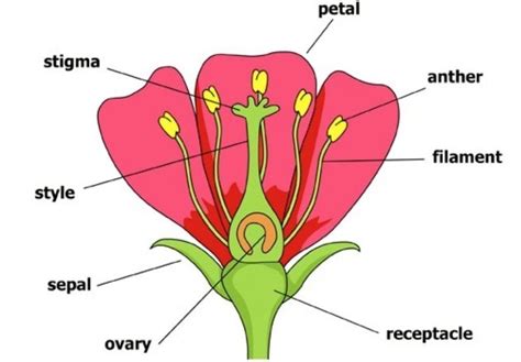 Structure Of A Flower Science Grade 3 4 4th Grade Parts Of A Flower - 4th Grade Parts Of A Flower
