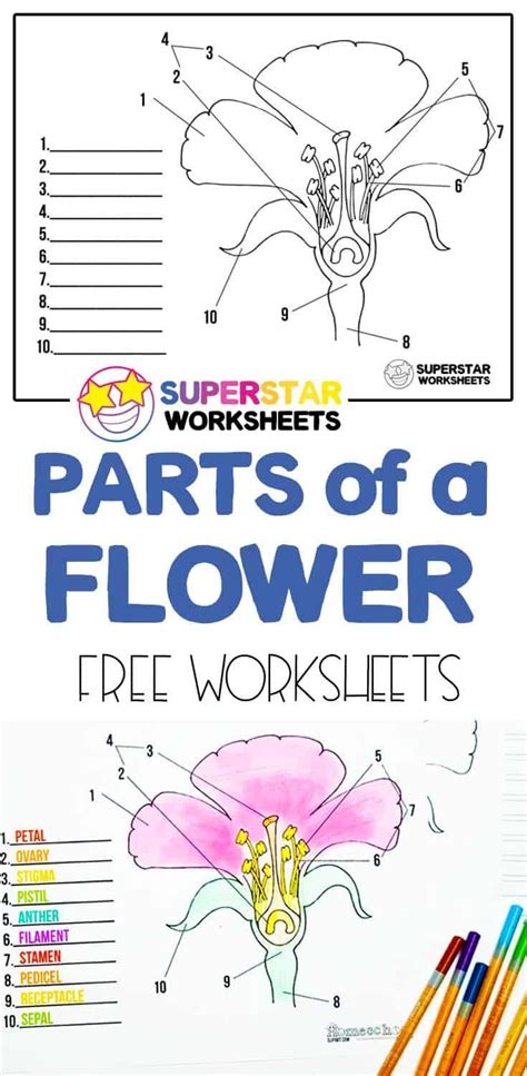 Structure Of A Flower Worksheet Interactive Teacher Made Structure Of A Flower Worksheet Answers - Structure Of A Flower Worksheet Answers