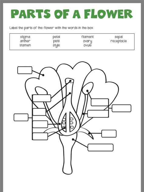 Structure Of A Flower Worksheets Learny Kids Structure Of A Flower Worksheet Answers - Structure Of A Flower Worksheet Answers
