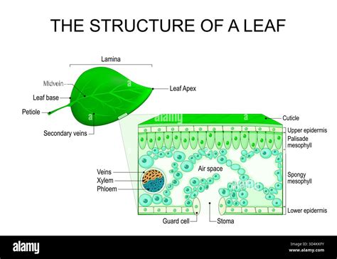 Structure Of A Leaf