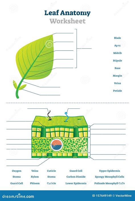 Structure Of A Leaf Worksheet Plus Answer Sheet Leaves Worksheet Answers - Leaves Worksheet Answers