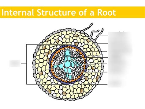 Structure Of A Root P 47 Flashcards Quizlet Structure Of A Root Worksheet - Structure Of A Root Worksheet