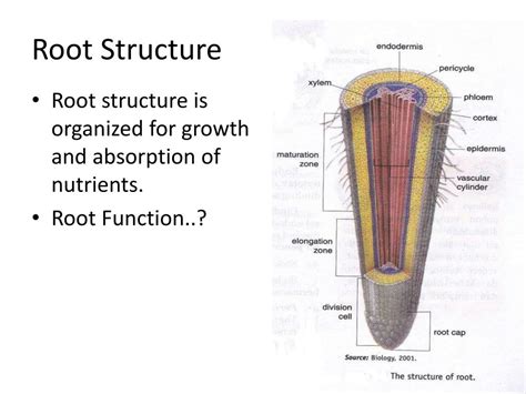 Structure Of A Root Worksheets Teacher Worksheets Structure Of A Root Worksheet - Structure Of A Root Worksheet