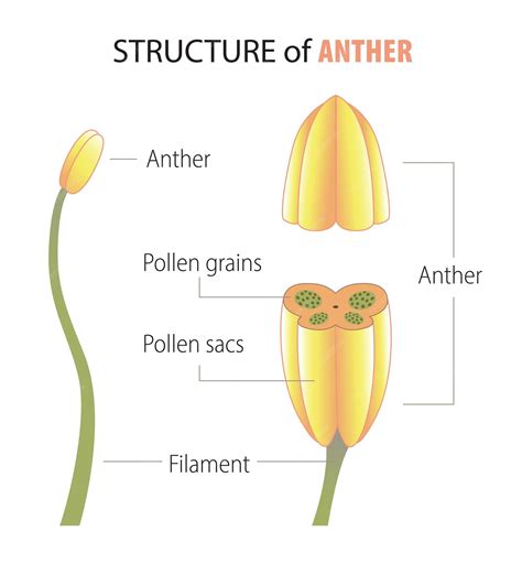 Structure Of Anther