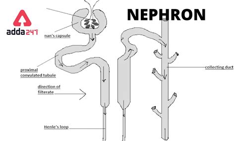 Structure Of Nephron Class 10