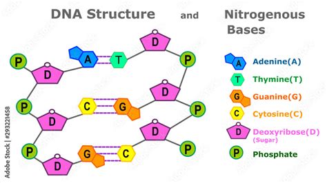Structure Of Nitrogenous Bases