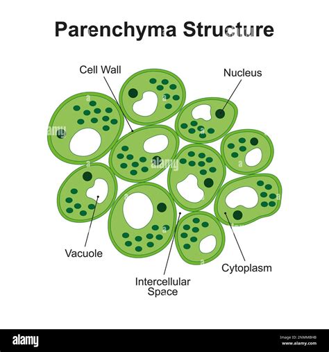 Structure Of Parenchyma