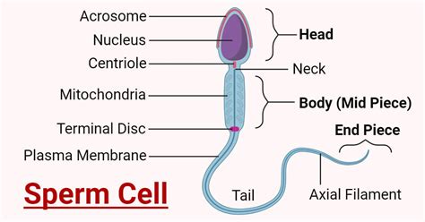 Structure Of Sperm Cell