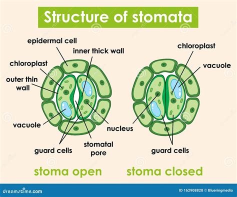 Structure Of Stomata