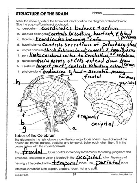 Structure Of The Brain Worksheet Answers